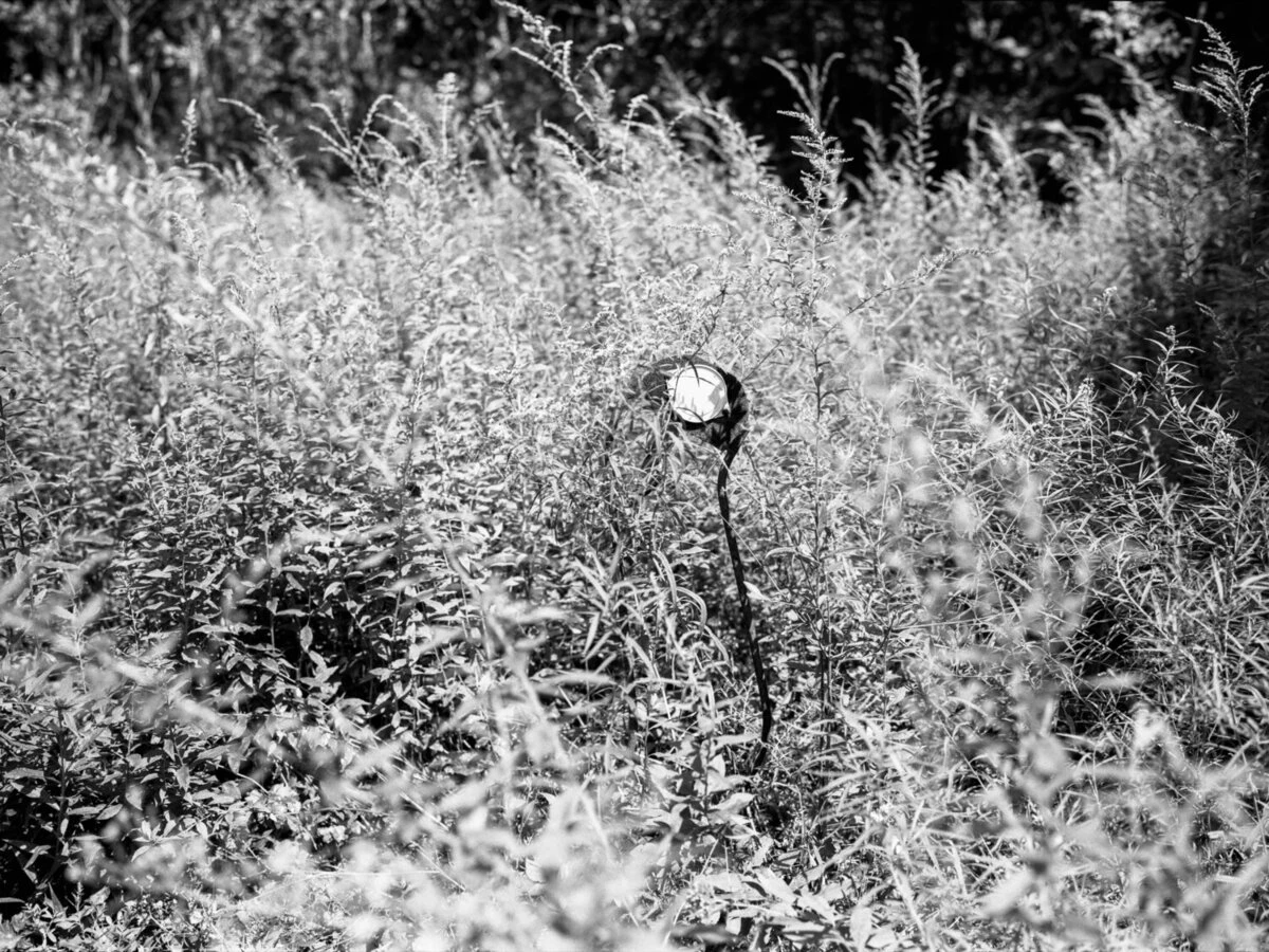 overgrowth, centralia, pennsylvania