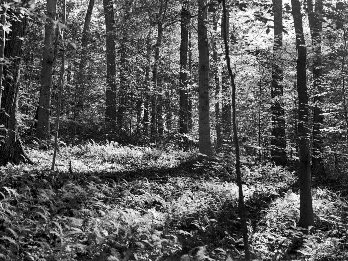 wooded forest, ridley creek state park, pennsylvania