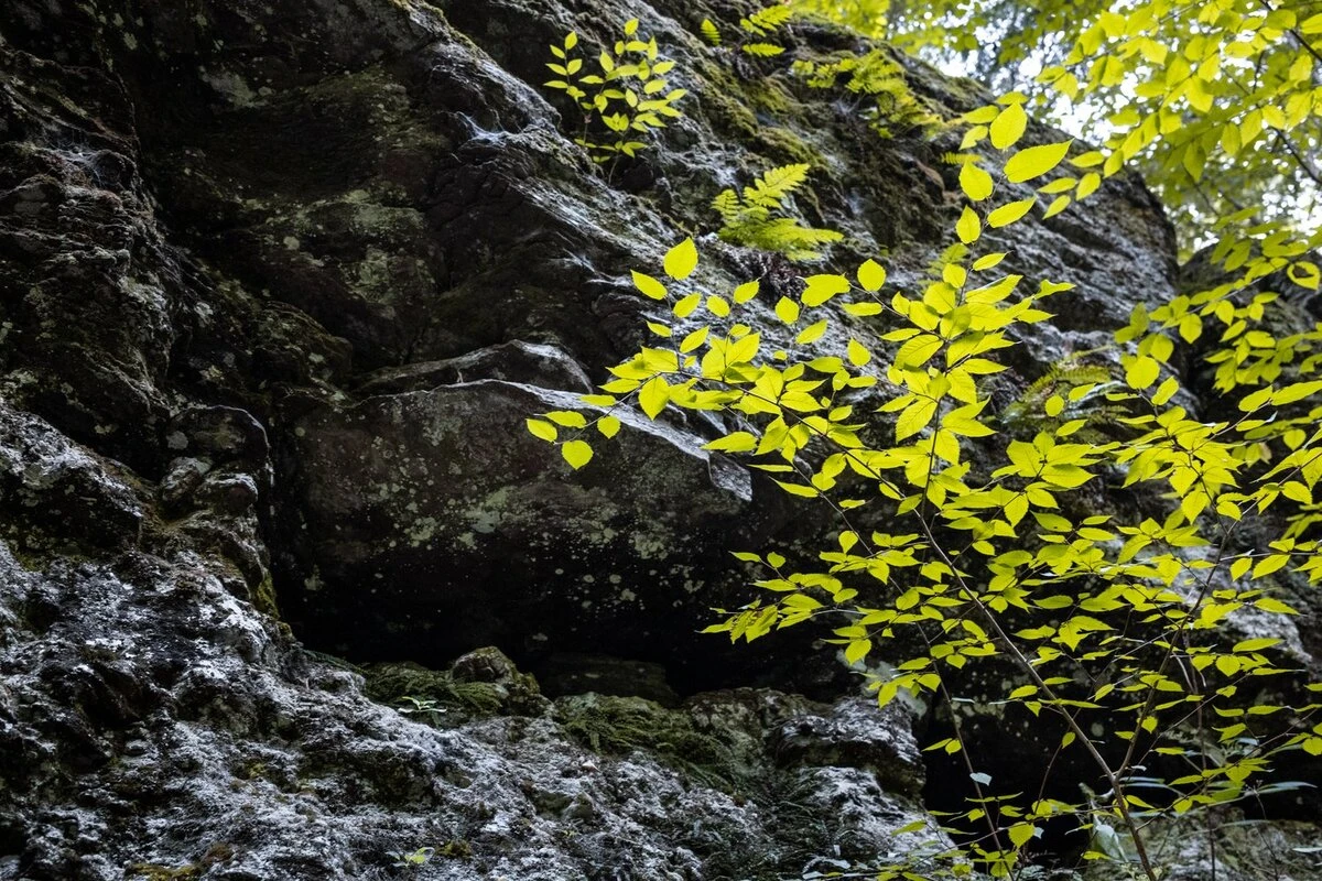 wooded forest, ricketts glen, pennsylvania