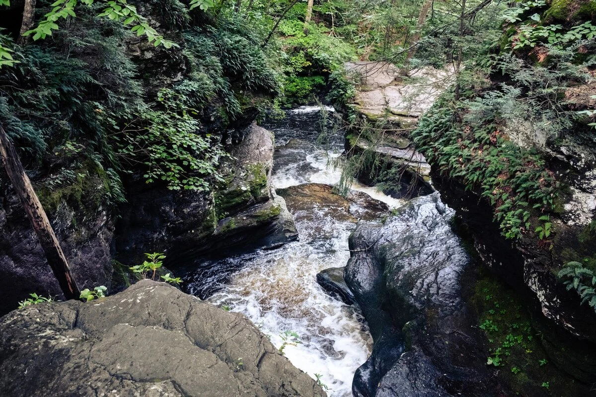 wooded forest, ricketts glen, pennsylvania